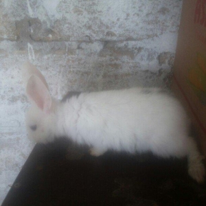 hamisi satilir elde var yeni zeng bursaz deyilmeyecekki satilib artiq