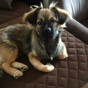 Pekines karlevskiy sortdu. Cox geseng itdi. Hersey