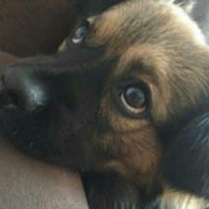 Pekines karlevskiy sortdu. Cox geseng itdi. Herseyi vurulubdu. Cudesti