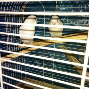 Ag qara gozler satilir 6 aylugdilar saglamdilar re