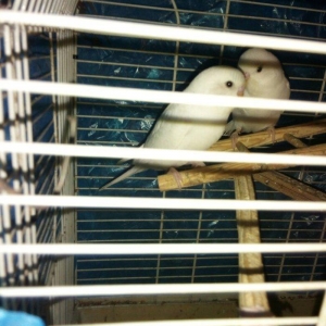 Ag qara gozler satilir 6 aylugdilar saglamdilar real alici wapchata ya