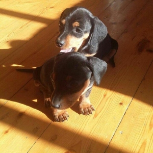 Продаются щенки таксы 1, 5 месяца,  девочки, 50 AZN звонить на моб.