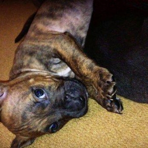 Temiz pitbull balalari satilir. Qiymet 150 azn tecili satilir barter o