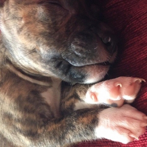 Temiz pitbull balalari satilir. Qiymet 150 azn tecili satilir barter o