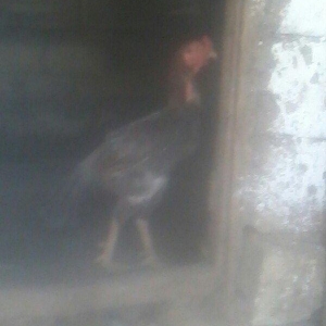 bu xoruzun balalarin satiram  xoruzun ozude toyuk 