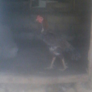 bu xoruzun balalarin satiram  xoruzun ozude toyuk tuku kuludu  vap cat