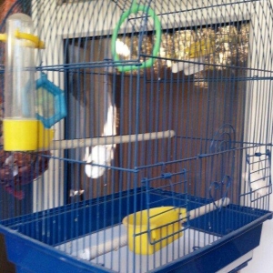 клетка для птиц использова�
