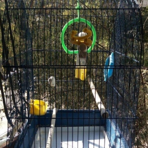 клетка для птиц использовалась мало кормушка и поилка прилагается .gus