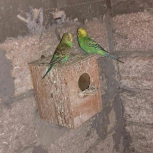 satıram nağd papuqaylardı bır defe bala almısam Hec bır prablemlerı yo