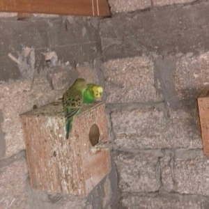 satıram nağd papuqaylardı bır defe bala almısam Hec bır prablemlerı yo