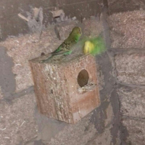 satıram nağd papuqaylardı bır defe bala almısam Hec bır prablemlerı yo