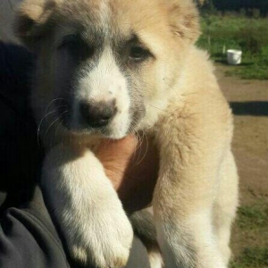 Alabay balası təmiz türkmən alabayı.dişidi 1ri qalıb.2 aylıq 10 günlük