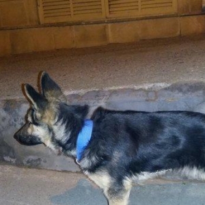 Ela ovcarkadi satilir xaiw olunur ya zeng edin ya 