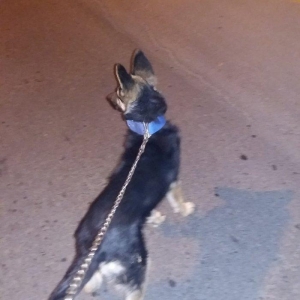 Ela ovcarkadi satilir xaiw olunur ya zeng edin ya da watsapa yazin