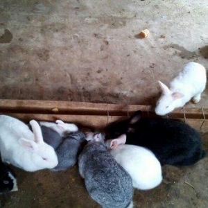 kiçik dovşan balaları satılır. Sağlam və təmizdilər. Dovşan balaları ç