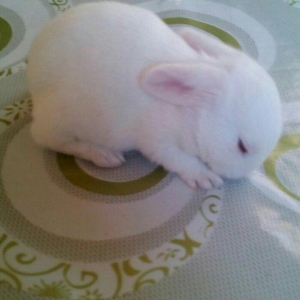 kiçik dovşan balaları satılır. Sağlam və təmizdilər. Dovşan balaları ç