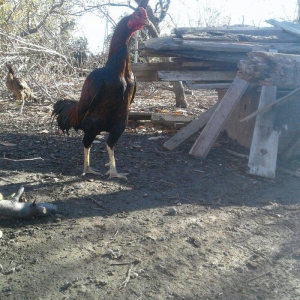 salam bir il 6 ayliqdi doyuwu superdi meydanliq he