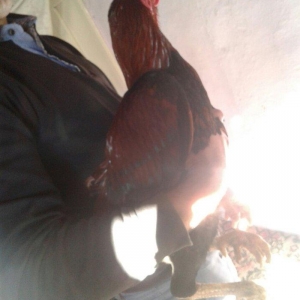 salam bir il 6 ayliqdi doyuwu superdi meydanliq heyvandi liboy heyvana