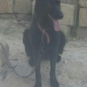 Сама немецкой овчарки, два �