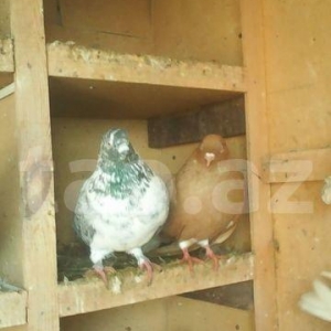 Ag quyruq qoyercinler satilir.goy ag quyruq erkey 