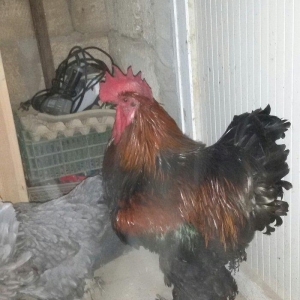 1 yaş yarım kokinxod xoruzu 2 gərəsi hazır damazlıq heyvanlardır tam s