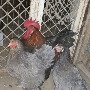 1 yaş yarım kokinxod xoruzu 2 gərəsi hazır damazlıq heyvanlardır tam s