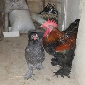 1 yaş yarım kokinxod xoruzu 2 gərəsi hazır damazlıq heyvanlardır tam s