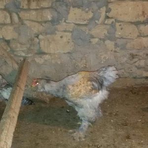 6 aylığ brama xoruzu tam sağlamdı bütün vaksinləri olunub qiyməti 100