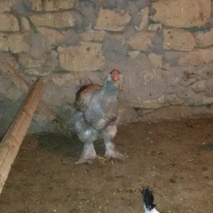 6 aylığ brama xoruzu tam sağlamdı bütün vaksinləri olunub qiyməti 100