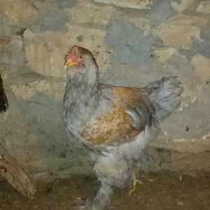 6 aylığ brama xoruzu tam sağlamdı bütün vaksinləri olunub qiyməti 100