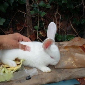 salam 5 dene bala dovsan satiram 45 qunlukdu ax velikanla flanderin