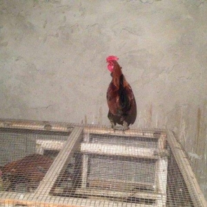 Yaponka cutu 30 manat hal hazirda yumurtlayir elaqe  ucun whatsap 0516