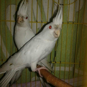 Bir cut albinos yanagsiz karella satilir. 4-5 aylig olarlar. Saglamlig