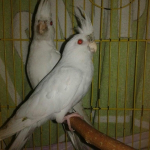 Bir cut albinos yanagsiz karella satilir. 4-5 aylig olarlar. Saglamlig