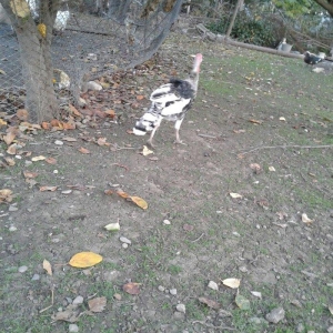 hay bird jinsi hündüşga Amerikada  cölde meşeliyde yaşayan jinsdi 1 il