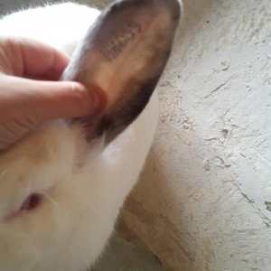 Temiz qan Kaliforniya dovsanlar satilir. Erkey ve 