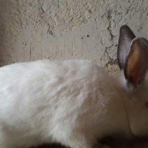 Temiz qan Kaliforniya dovsanlar satilir. Erkey ve disi. 8 ayliqdir her