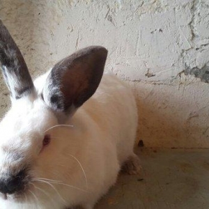 Temiz qan Kaliforniya dovsanlar satilir. Erkey ve disi. 8 ayliqdir her