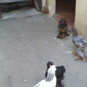 25 EDED 2 AY YARIMLIQ BRAMA CUCELERI VAR.EKSERIYYE