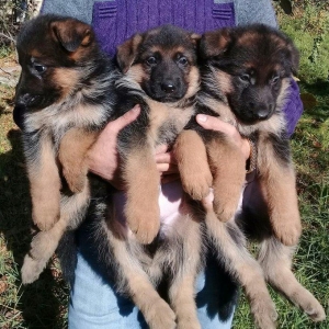Erkaklar. Radaslovunnu klub itlari. Ciplari vurulub. Ata va anasi tani