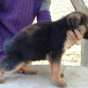 satlir pasatkali nemka  erkeydi rial alcilar zeng etsin barter yoxdu f