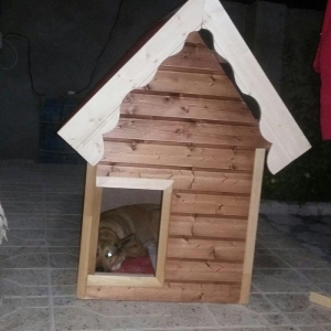 It ucun yuva ici izalasiya olunub normal it rahat 