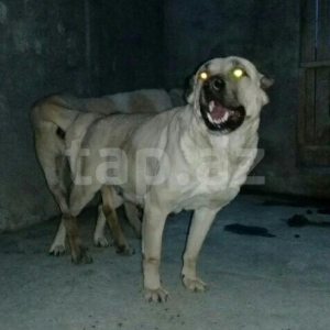 Erkak kangal. 2 iynasi vurulub. Iri kucukdur. saf 