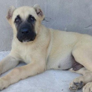 Erkak kangal. 2 iynasi vurulub. Iri kucukdur. saf gan turk sivad kanga