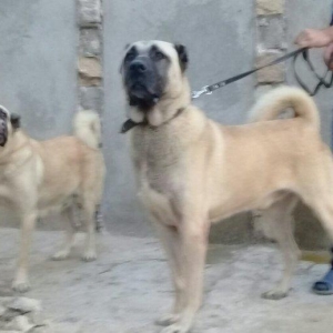 3 aylig erkaklar. Vaksinasiya olunublar. Ata va anasi goz gabaginda. T