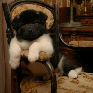 Amerikan Akita. Ham aila ham da axran iti. Kucuk 2 ayligdir. Bakidadir