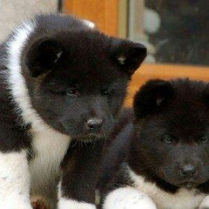 Amerikan Akita. Ham aila ham da axran iti. Kucuk 2 ayligdir. Bakidadir