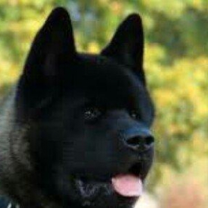 Amerikan Akita. Ham aila ham da axran iti. Kucuk 2 ayligdir. Bakidadir