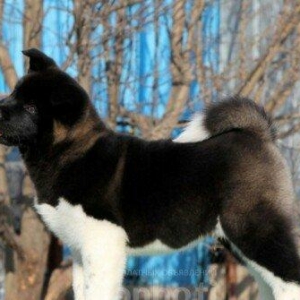 Amerikan Akita. Ham aila ham da axran iti. Kucuk 2 ayligdir. Bakidadir