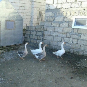 Satıram qazlar ıkısı linda kuban qazıdı ık�